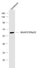 BAIAP2 Antibody in Western Blot (WB)