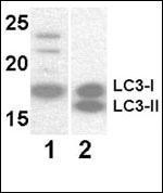 LC3 Antibody in Western Blot (WB)