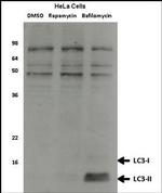 LC3 Antibody in Western Blot (WB)