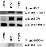 IMPDH1 Antibody in Immunoprecipitation (IP)