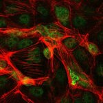 c-Jun Antibody in Immunocytochemistry (ICC/IF)