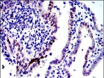 c-Jun Antibody in Immunohistochemistry (Paraffin) (IHC (P))