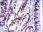 c-Jun Antibody in Immunohistochemistry (Paraffin) (IHC (P))