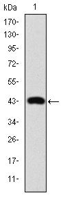 c-Jun Antibody in Western Blot (WB)