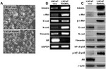 Phospho-c-Met (Tyr1230, Tyr1234, Tyr1235) Antibody in Western Blot (WB)