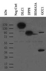 c-Myc Antibody in Western Blot (WB)