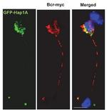 c-Myc Antibody in Immunocytochemistry (ICC/IF)