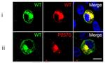 c-Myc Antibody in Immunocytochemistry (ICC/IF)