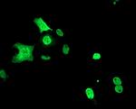 c-Myc Antibody in Immunocytochemistry (ICC/IF)