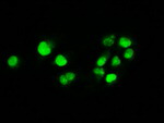 c-Myc Antibody in Immunocytochemistry (ICC/IF)