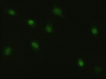 c-Myc Antibody in Immunocytochemistry (ICC/IF)