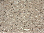 c-Myc Antibody in Immunohistochemistry (Paraffin) (IHC (P))