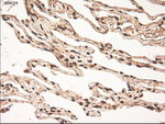 c-Myc Antibody in Immunohistochemistry (Paraffin) (IHC (P))