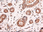 c-Myc Antibody in Immunohistochemistry (Paraffin) (IHC (P))