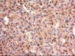 c-Myc Antibody in Immunohistochemistry (Paraffin) (IHC (P))