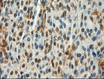 c-Myc Antibody in Immunohistochemistry (Paraffin) (IHC (P))