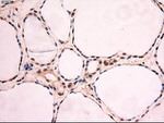 c-Myc Antibody in Immunohistochemistry (Paraffin) (IHC (P))