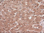 c-Myc Antibody in Immunohistochemistry (Paraffin) (IHC (P))