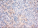 c-Myc Antibody in Immunohistochemistry (Paraffin) (IHC (P))