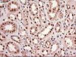c-Myc Antibody in Immunohistochemistry (Paraffin) (IHC (P))