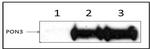 c-Myc Antibody in Immunoprecipitation (IP)