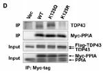 c-Myc Antibody in Western Blot (WB)