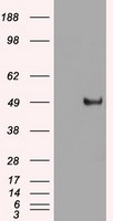 c-Myc Antibody in Western Blot (WB)