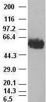 c-Myc Antibody in Western Blot (WB)