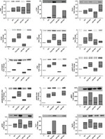 Phospho-c-Raf (Ser621) Antibody in Western Blot (WB)