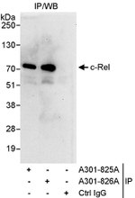c-Rel Antibody in Immunoprecipitation (IP)