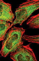 c-Rel Antibody in Immunocytochemistry (ICC/IF)