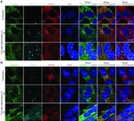 TGN46 Antibody in Immunocytochemistry (ICC/IF)