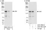 cAbl Antibody in Western Blot (WB)