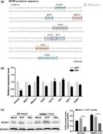 ATOH1 Antibody in Western Blot (WB)