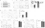 KANK3 Antibody in Western Blot (WB)