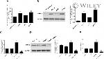 GAPDH Antibody in Western Blot (WB)