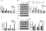 GAPDH Antibody in Western Blot (WB)