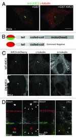 KIFC3 Antibody in Immunocytochemistry (ICC/IF)