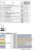 beta Actin Antibody in Western Blot (WB)