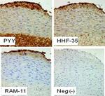 PYY Antibody in Immunohistochemistry (Paraffin) (IHC (P))