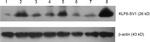 KLF6 Antibody in Western Blot (WB)