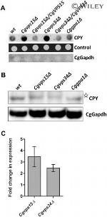 PRC1 Antibody in Western Blot (WB)