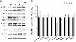 NTF3 Antibody in Western Blot (WB)