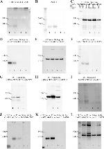 SLC7A11 Antibody in Western Blot (WB)