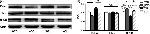 Phospho-Tau (Ser262) Antibody in Western Blot (WB)