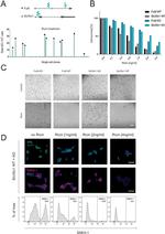 SSEA1 Antibody in Immunocytochemistry (ICC/IF)