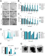 SSEA1 Antibody in Flow Cytometry (Flow)