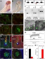 Acetyl-alpha Tubulin (Lys40) Antibody in Immunohistochemistry (IHC)