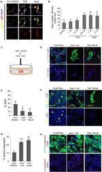 Phospho-Histone H3 (Ser28) Antibody