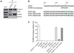 CaMKII alpha Antibody in Western Blot, Immunoprecipitation (WB, IP)